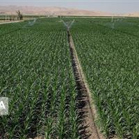 آبی‌سازی اراضی دیم از اولویت‌های جهاد کشاورزی کردستان است