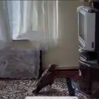 شاهین علاقه مند به اخبار!