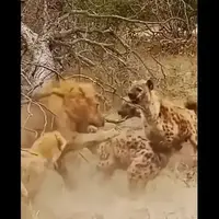 نبرد بی‌امان شیر با کفتارها در جنگل