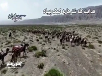 هدایت گله شترها به کمک پهپاد
