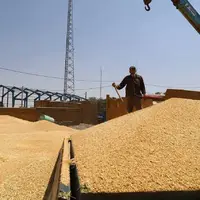 عبور خرید تضمینی گندم استان کرمانشاه از مرز ۵۰۰ هزار تُن