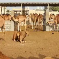 خروج کاروان‌های شتر از تالاب هامون