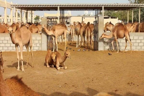 خروج کاروانهای شتر از تالاب هامون
