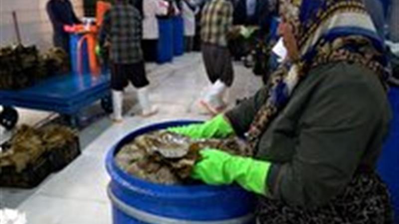 افتتاح کارخانه فرآوری برگ مو در شهرک صنعتی بجنورد