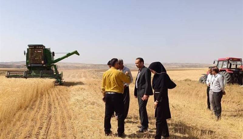 رطوبت استاندارد شرط خرید گندم از گندم‌کاران مازندران