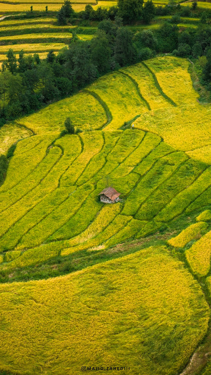 فصل زیبای شالیزارهای مازندران