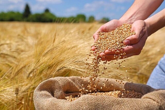 برداشت ۵۲۰ هزار تُن گندم در فارس؛ ۴۳ درصد مطالبات کشاورزان پرداخت شده است