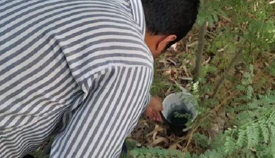 تله‌گذاری نقاط پرخطر چهارمحال و بختیاری برای شناسایی پشه آئدس