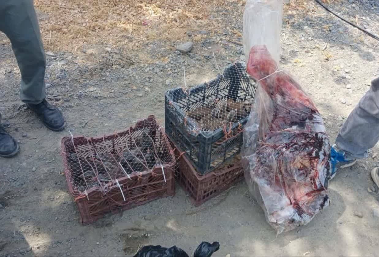 کشف تعدادی لاشه گراز و الاغ وحشی در زیارتعلی رودان