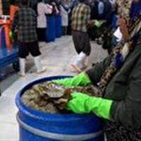 افتتاح کارخانه فرآوری برگ مو در شهرک صنعتی بجنورد