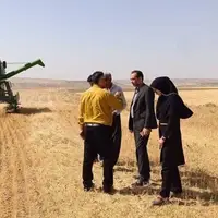 رطوبت استاندارد شرط خرید گندم از گندم‌کاران مازندران