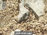 لنز چوپان کهگیلویه‌ای راز پنهان تیهو را فاش کرد