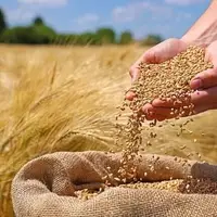 برداشت ۵۲۰ هزار تُن گندم در فارس؛ ۴۳ درصد مطالبات کشاورزان پرداخت شده است
