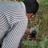 تله‌گذاری نقاط پرخطر چهارمحال و بختیاری برای شناسایی پشه آئدس