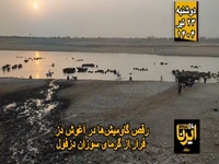 رقص گاومیش‌ها در آغوش دز؛ فرار از گرمای سوزان دزفول