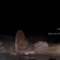 چوپان کهنه‌کار در مناطق آزاد کهگیلویه‌وبویراحمد لحظه آب خوردن پلنگ را شکار کرد