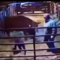 حمله وحشیانه گاو مادر به گاودار