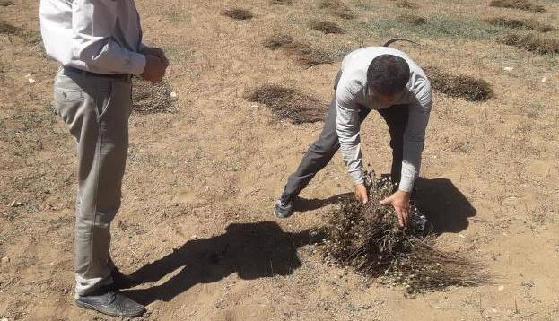 آغاز برداشت سیاهدانه از ۵۶ هکتار مزارع گلوگاه