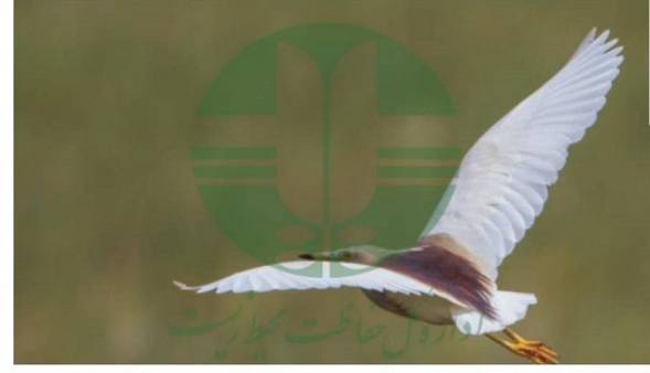 ثبت گونه جدید پرنده حواصیل هندی در تالاب بینالمللی گندمان