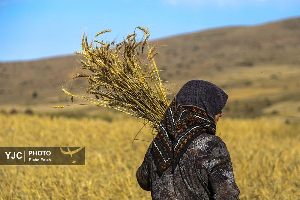 برداشت گندم در گیلان