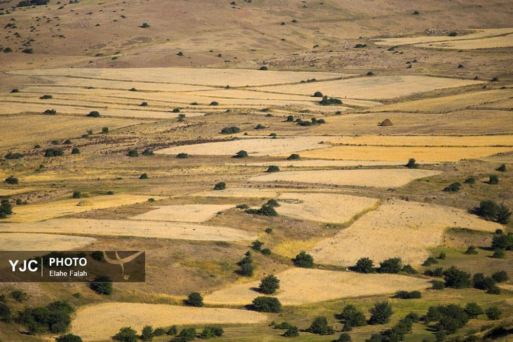 برداشت گندم در گیلان