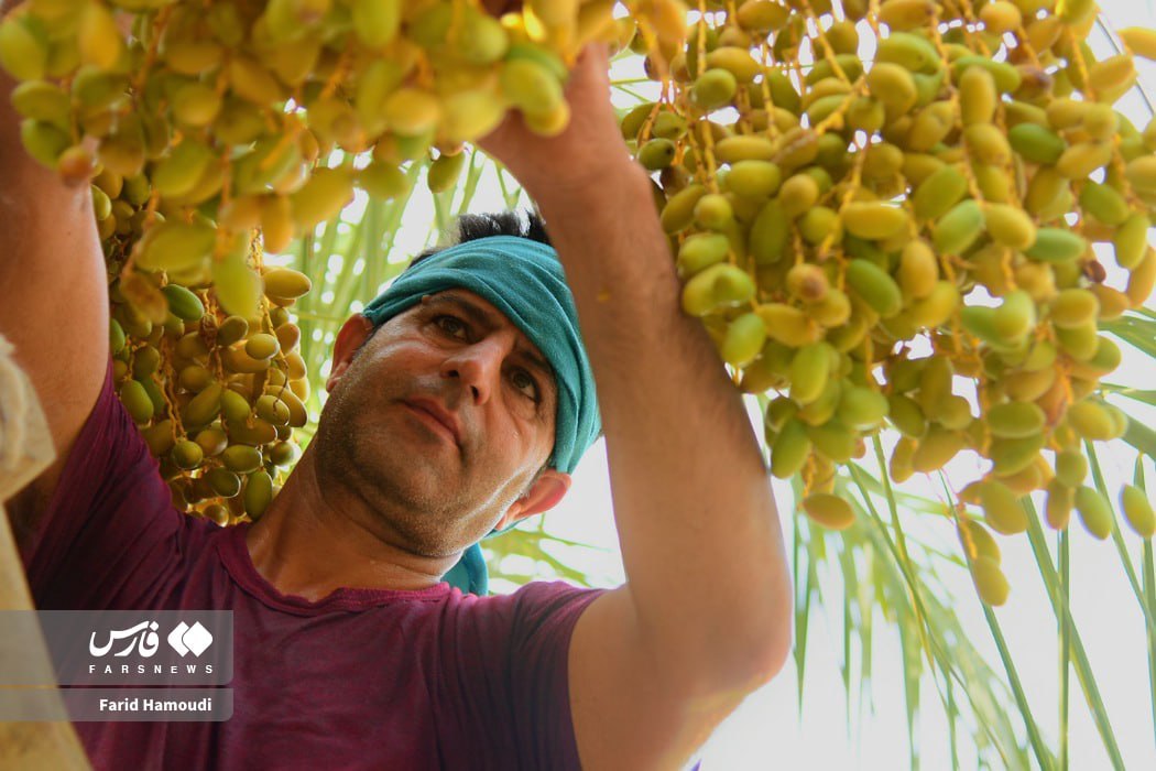 عکس/ برداشت رُطب در گرمای ۵۰ درجه