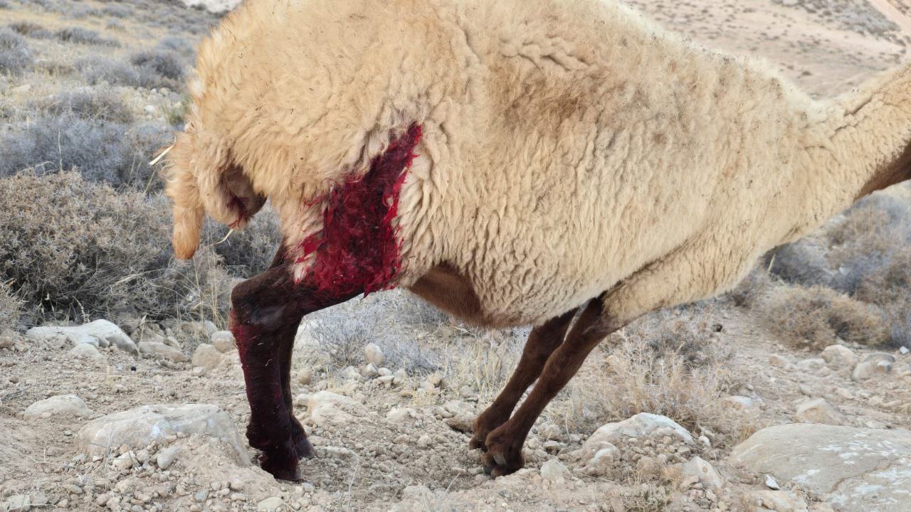عکس/ صهیونیست های وحشی به گوسفندان فلسطینی ها هم رحم نمی کنند!