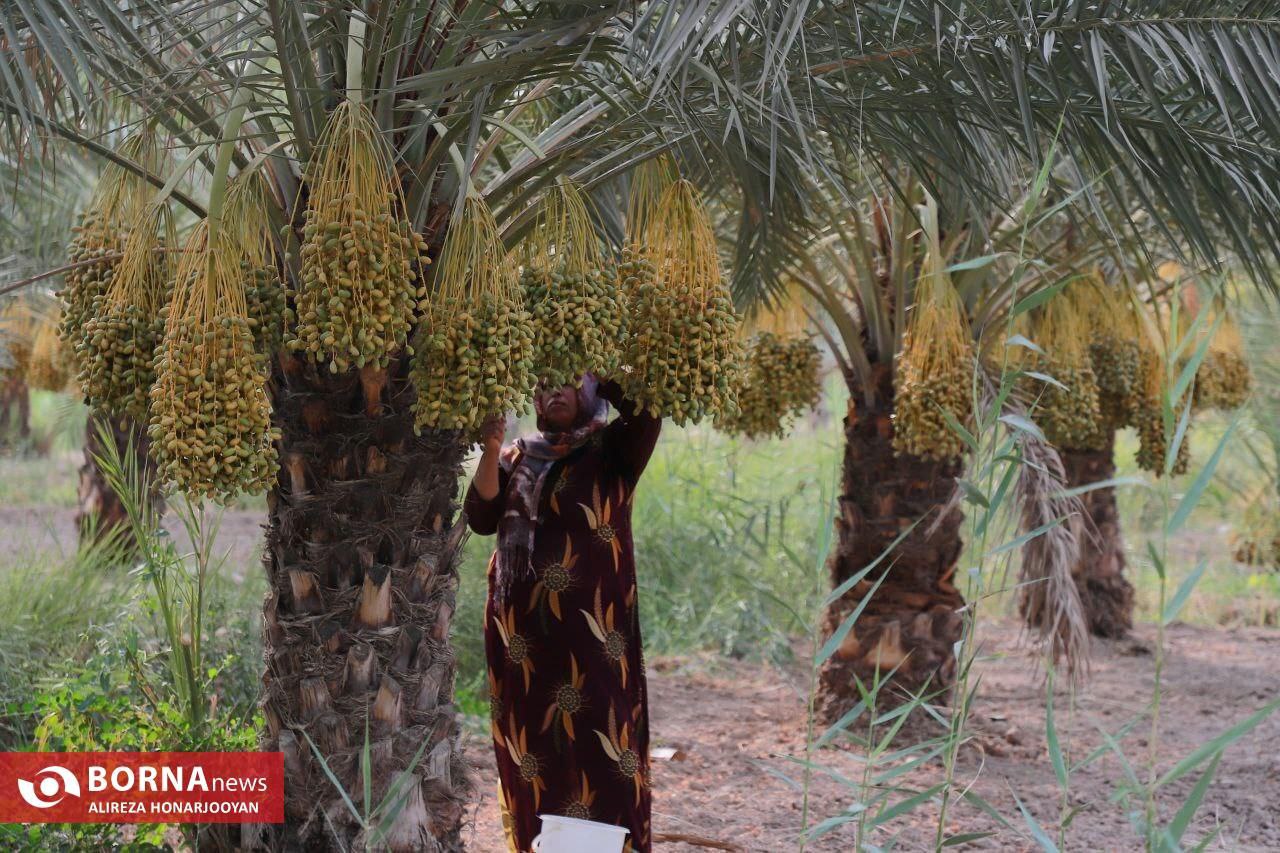 برداشت خارک استعمران در خرمشهر 
