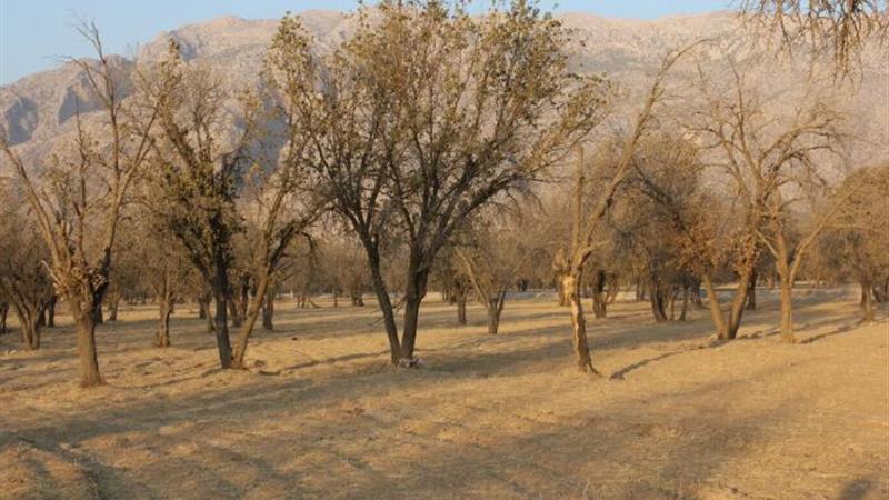 افزایش دمای ۲برابری جهانی و هشدار نابودی جنگل‌های بلوط زاگرس