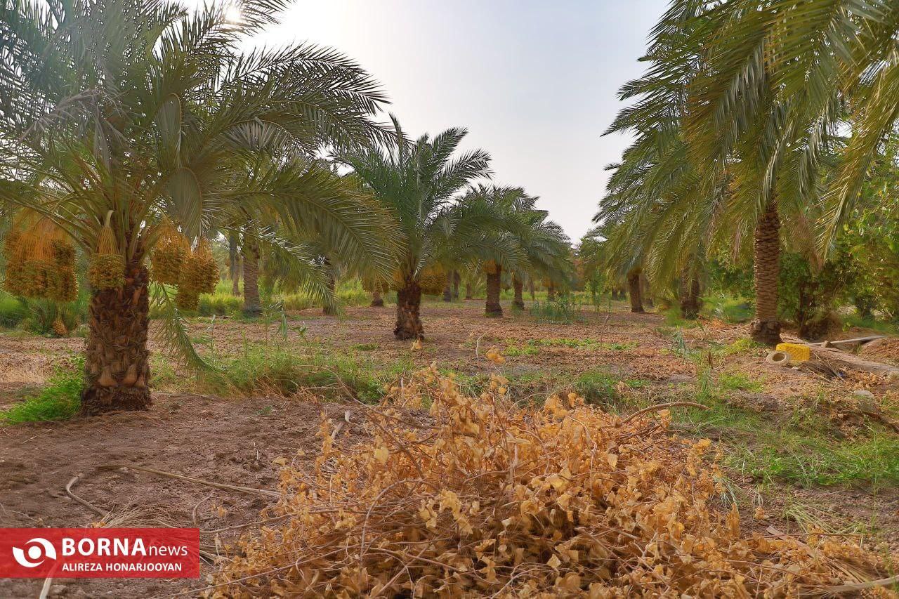 برداشت خارک استعمران در خرمشهر 