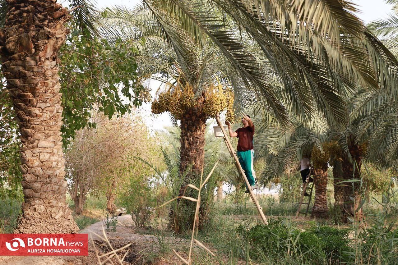 برداشت خارک استعمران در خرمشهر 
