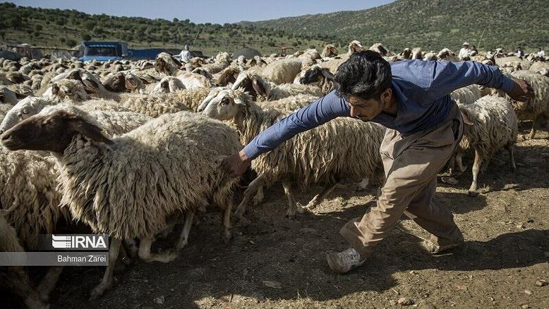 مرزبانی خراسان‌شمالی از خروج افزون بر 93 هزار راس دام جلوگیری کرد