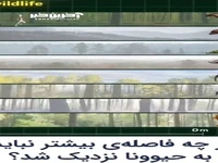  از چه فاصله ای بیشتر نباید به هر حیوان نزدیک شد؟