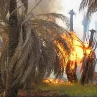 آتش‌سوزی در اروندکنار به نخل‌ها خسارت زد