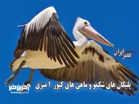 پلیکان های شکمو و ماهی های کپور 1 متری
