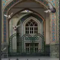 قربون کبوترهای حرمت امام رضا(ع) 