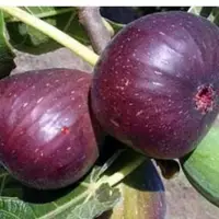 برداشت انجیر از باغات کرمانشاه آغاز شد