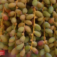 برداشت خارک استعمران در خرمشهر 