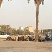گوسفندفروشی وسط اهواز