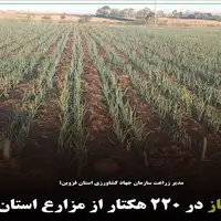 کشت پیاز در ۲۲۰ هکتار از مزارع استان قزوین