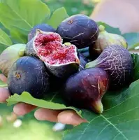 پیش بینی برداشت یک‌هزار و ۷۶۰ تنی انجیر در گیلان