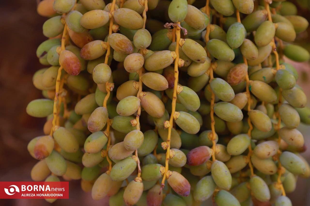 برداشت خارک استعمران در خرمشهر 