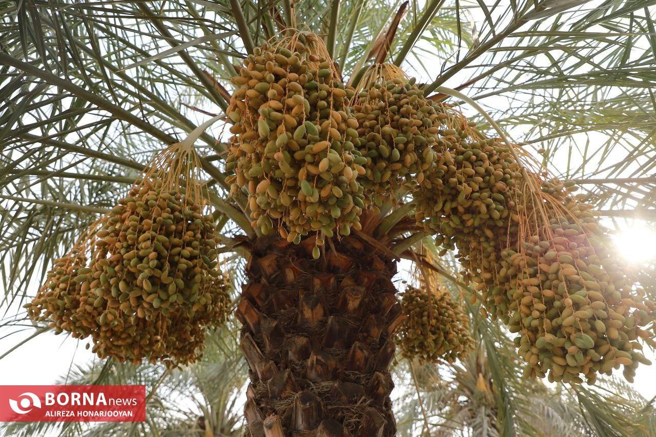 برداشت خارک استعمران در خرمشهر 