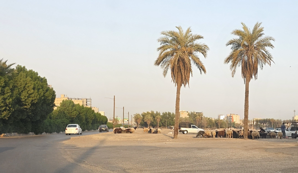 گوسفندفروشی وسط اهواز