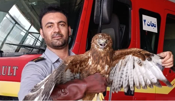 زنده‌گیری یک بهله عقاب در ملایر