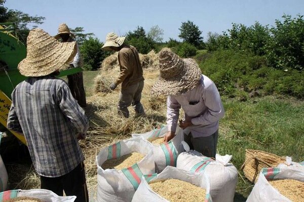 ذخیره بیش از ۲ هزار تن برنج در گلستان ثبت شد