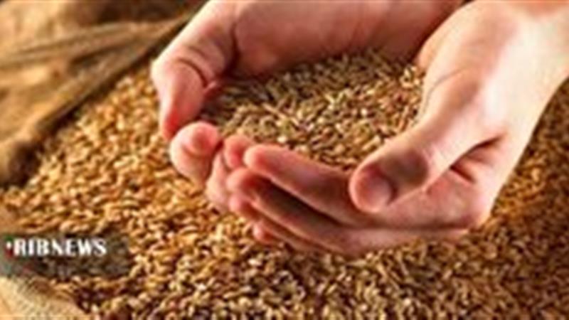 جریمه برای گرانفروش خوراک دام در اسفراین