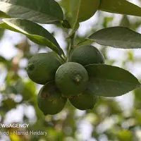 ۸۰ هزار تن لیموترش در استان بوشهر برداشت می‌شود