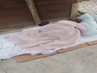 چطوری مرغ رو راضی کرده باهاش کارتون ببینه!