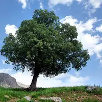 دمای هوا در برخی مناطق چهارمحال و بختیاری به بالای ۴۰ درجه رسید